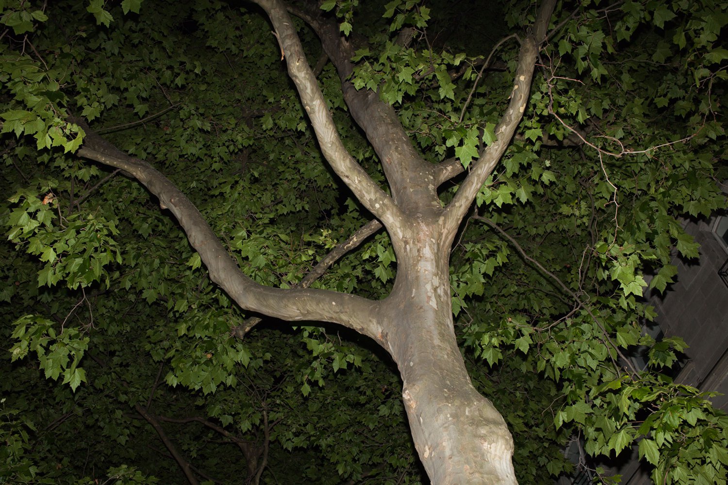 LJ19_arbres-francois-1.jpg